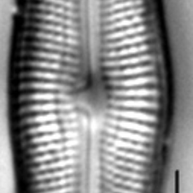 Muelleria gibbula LM7