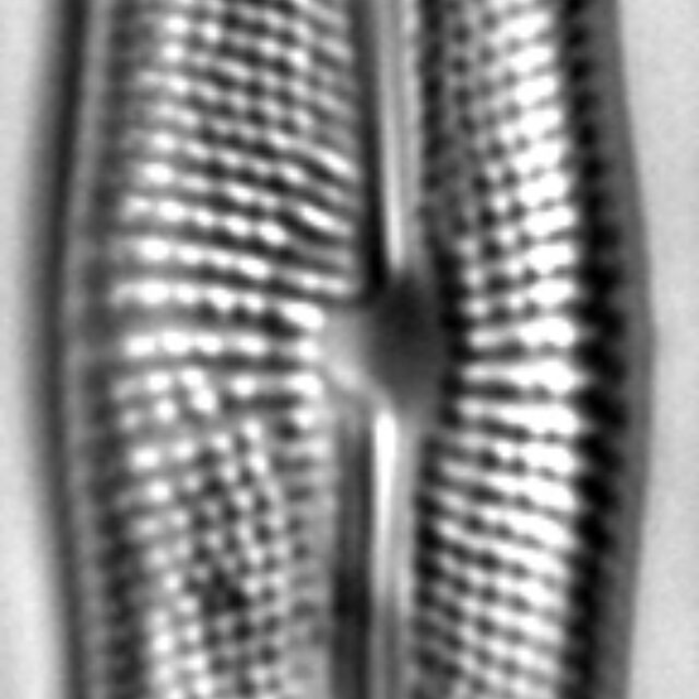 Muelleria gibbula LM5