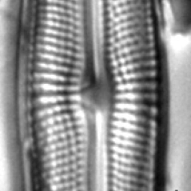 Muelleria gibbula LM4