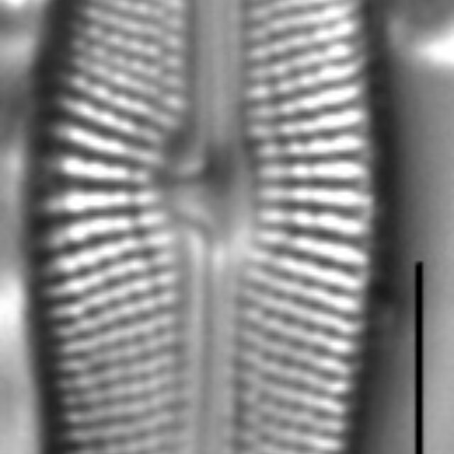 Muelleria gibbula LM3