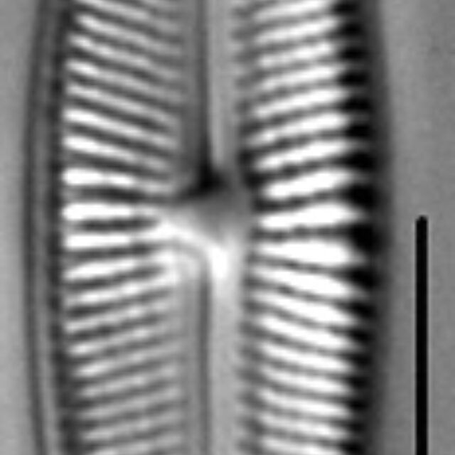 Muelleria gibbula LM2