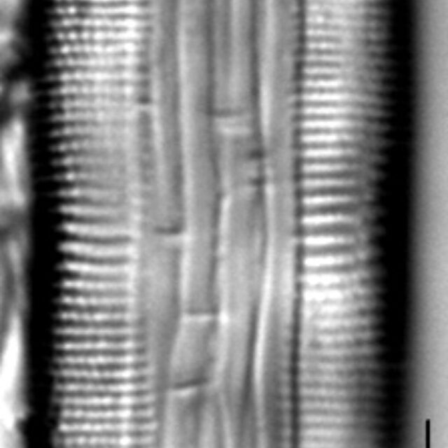 Muelleria gibbula LM1