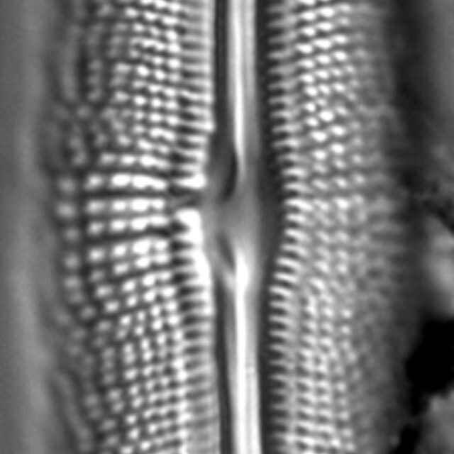 Muelleria spauldingiae LM1