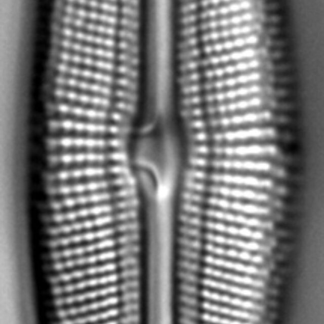 Muelleria spauldingiae LM2