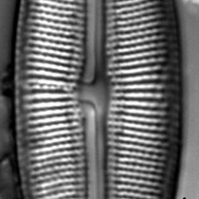 Muelleria spauldingiae LM6