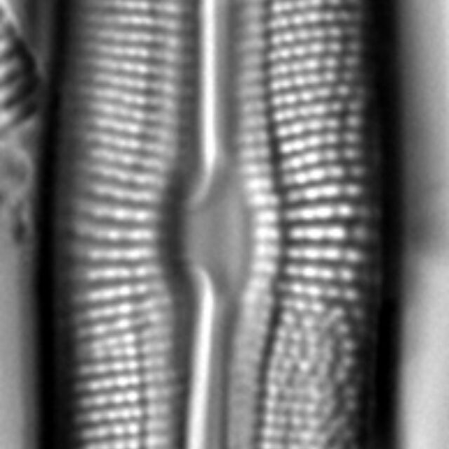 Muelleria tetonensis LM1