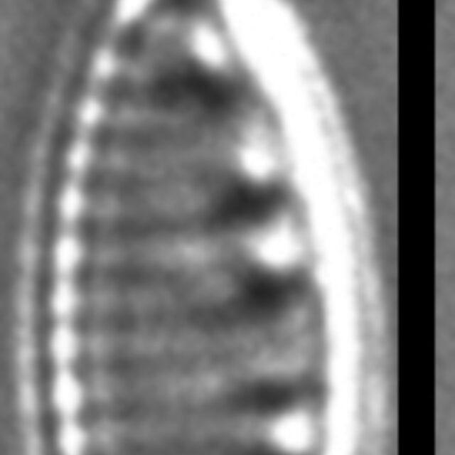 Nitzschia inconspicua LM11