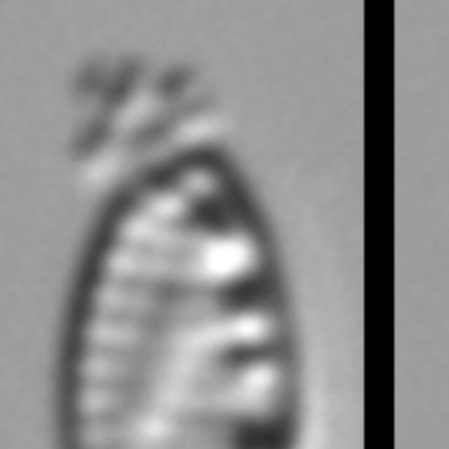 Nitzschia inconspicua LM17