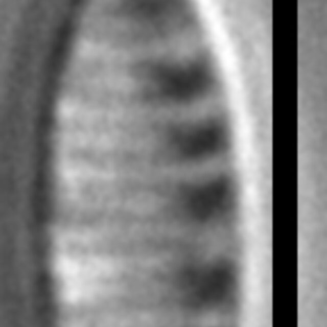 Nitzschia inconspicua LM5