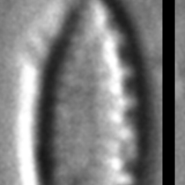 Nitzschia inconspicua LM6