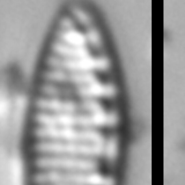 Nitzschia inconspicua LM9