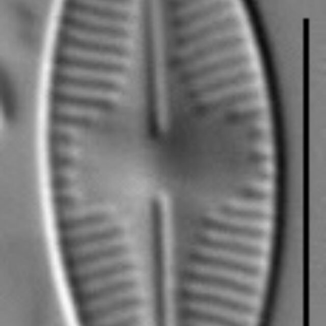 Psammothidium acidoclinatum LM4