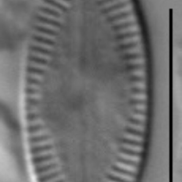 Psammothidium acidoclinatum LM3