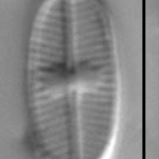 Psammothidium scoticum LM2