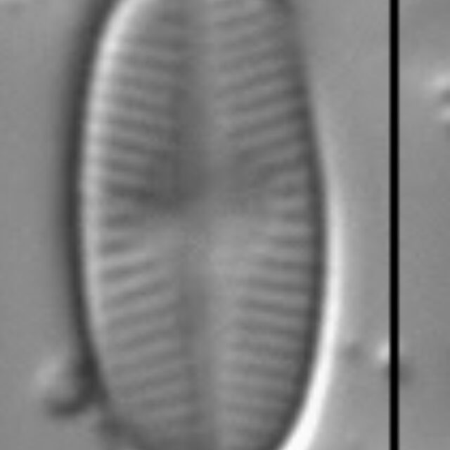 Psammothidium scoticum LM1