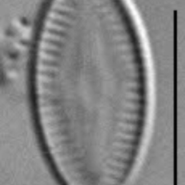 Psammothidium acidoclinatum LM1