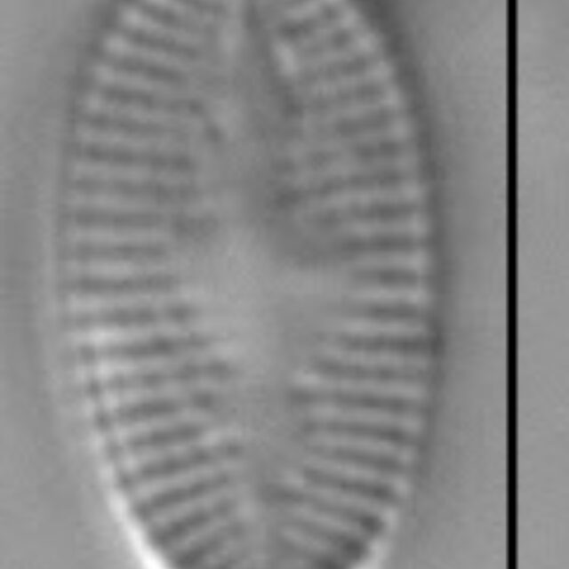 Psammothidium levanderi LM7