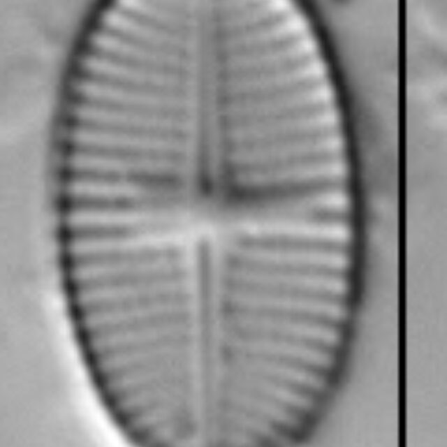 Psammothidium levanderi LM6