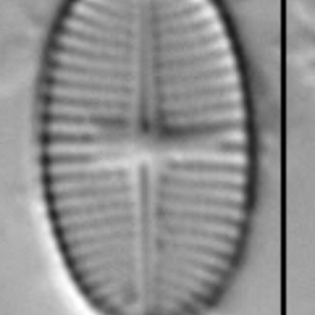 Psammothidium levanderi LM5