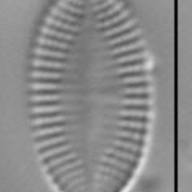 Psammothidium levanderi LM4