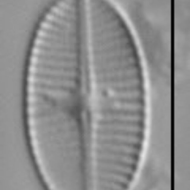 Psammothidium levanderi LM3