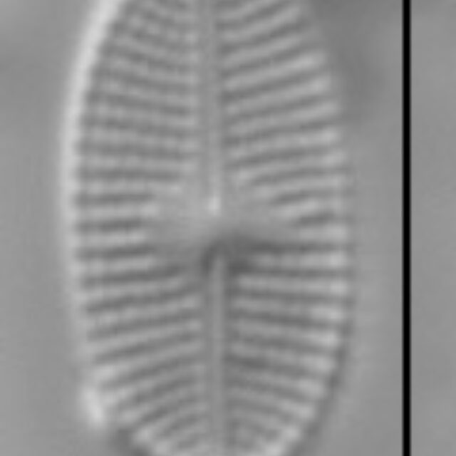 Psammothidium levanderi LM2