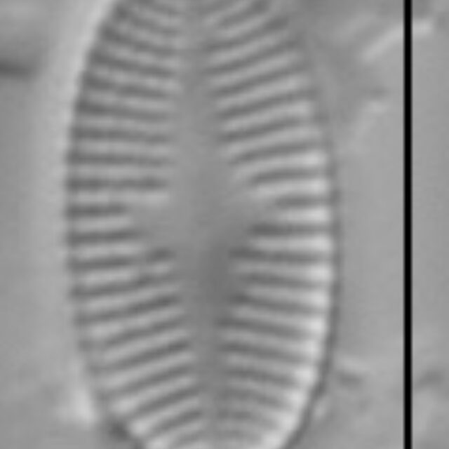 Psammothidium levanderi LM1