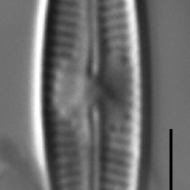 Nupela subrostrata LM6