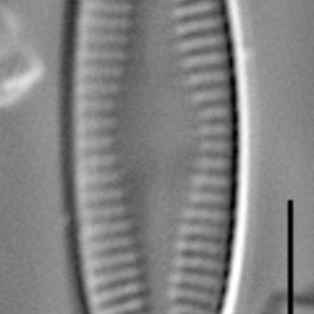 Nupela subrostrata LM4