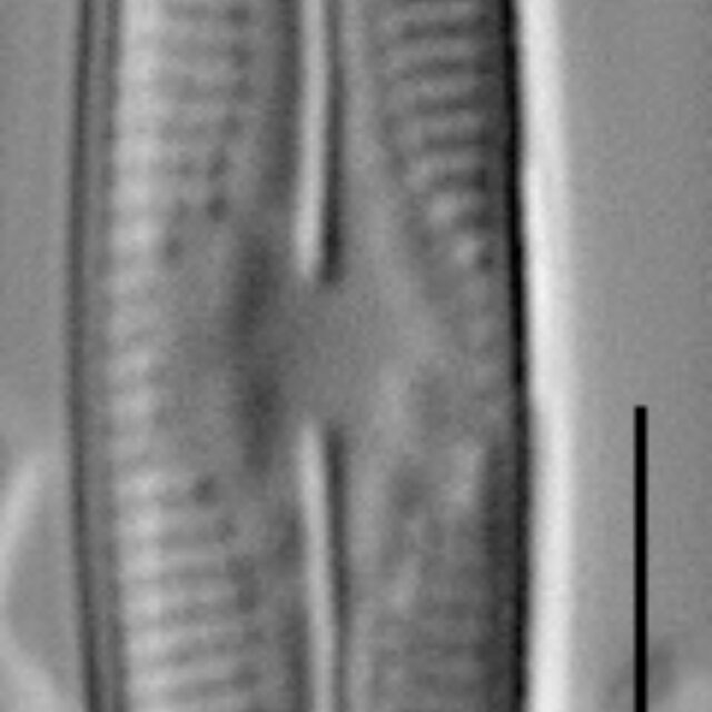 Nupela subrostrata LM3