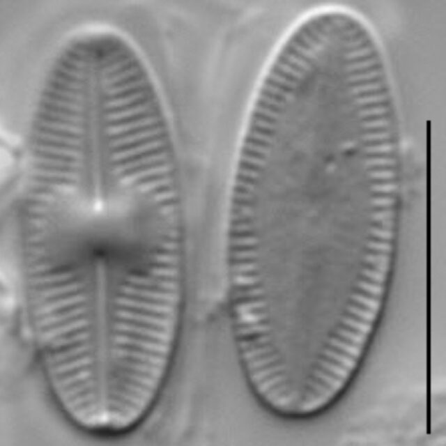 Psammothidium acidoclinatum LM5