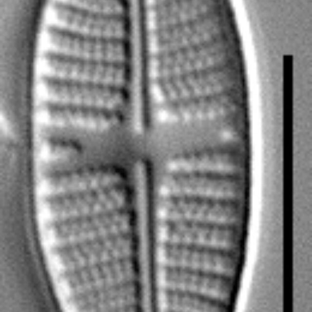 Platessa stewartii LM5