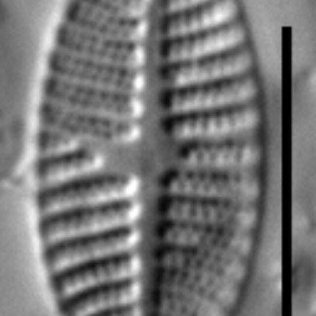 Platessa stewartii LM3