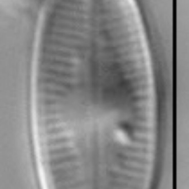 Psammothidium scoticum LM2