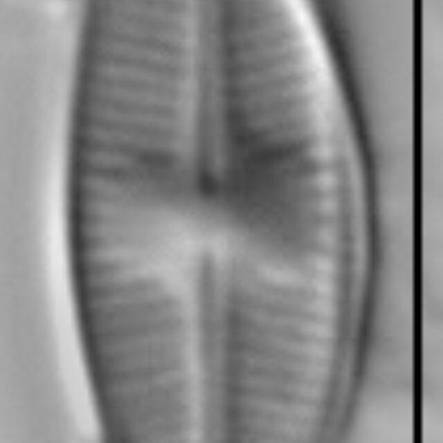 Psammothidium scoticum LM3