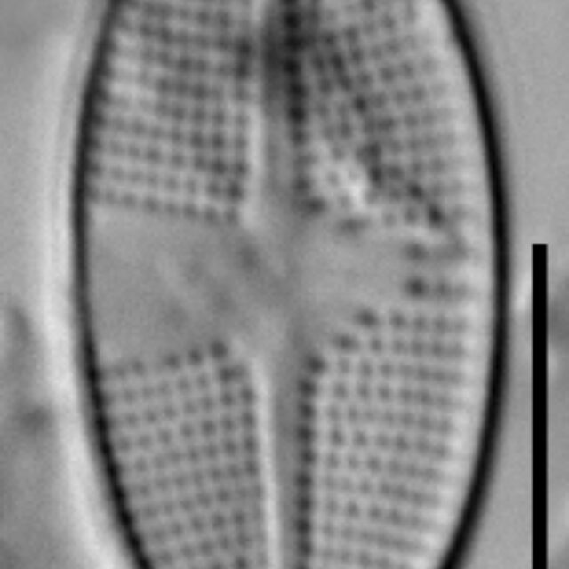 Psammothidium harveyi LM5