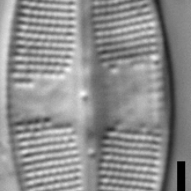 Psammothidium harveyi LM4