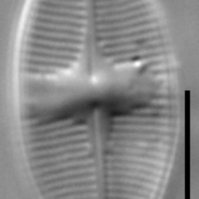 Psammothidium harveyi LM3