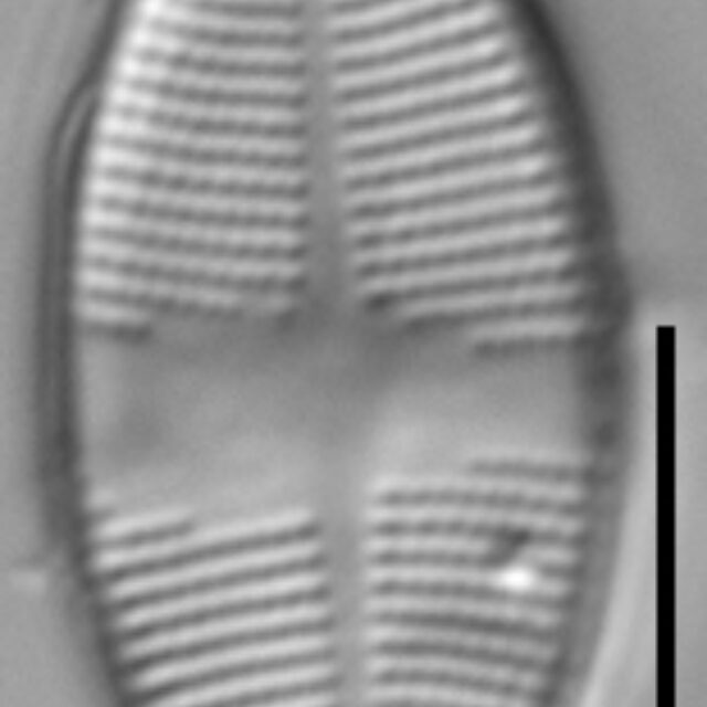 Psammothidium harveyi LM2