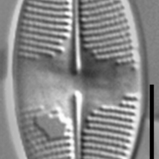 Psammothidium harveyi LM1