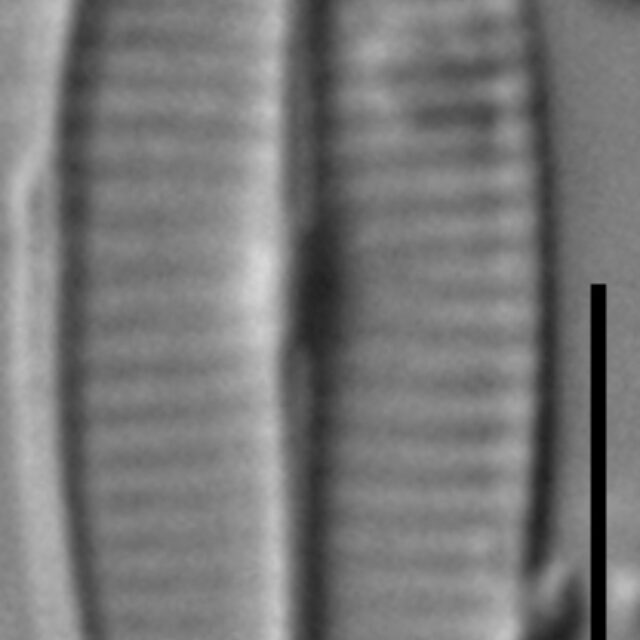 Craticula accomoda LM4