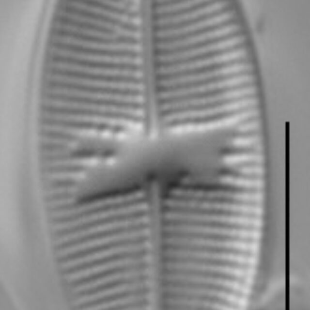 Psammothidium bioretii LM1