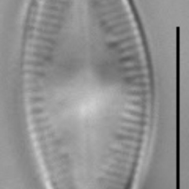 Psammothidium altaicum LM4