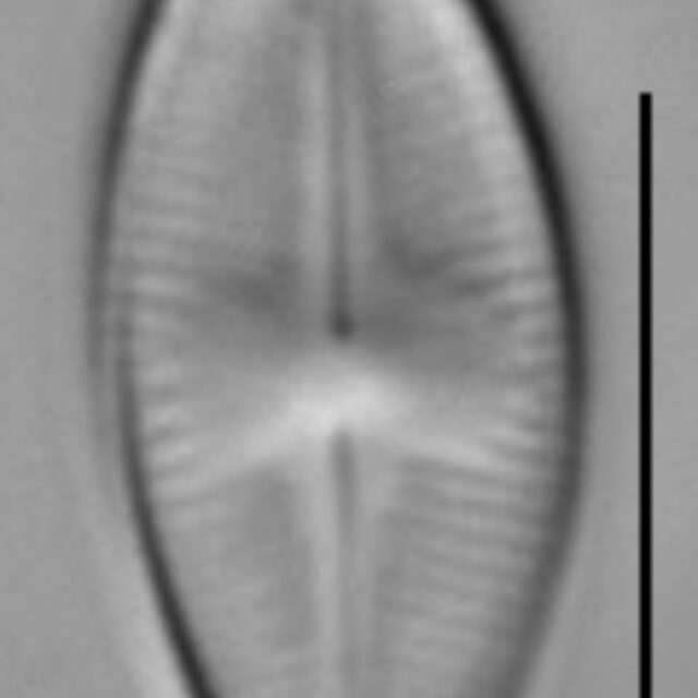 Psammothidium altaicum LM2