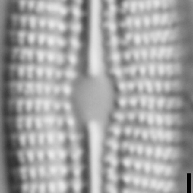 Diploneis calcicolafrequens LM1