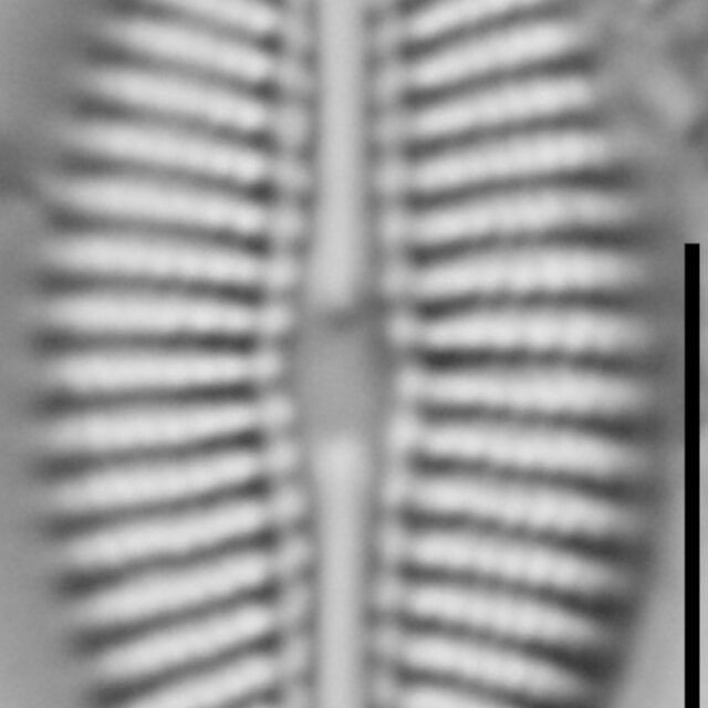 Diploneis calcicolafrequens LM5