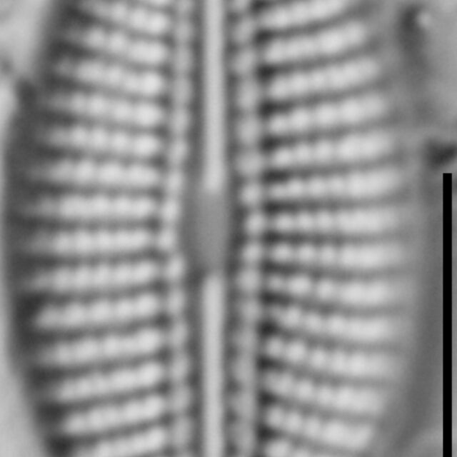 Diploneis calcicolafrequens LM4