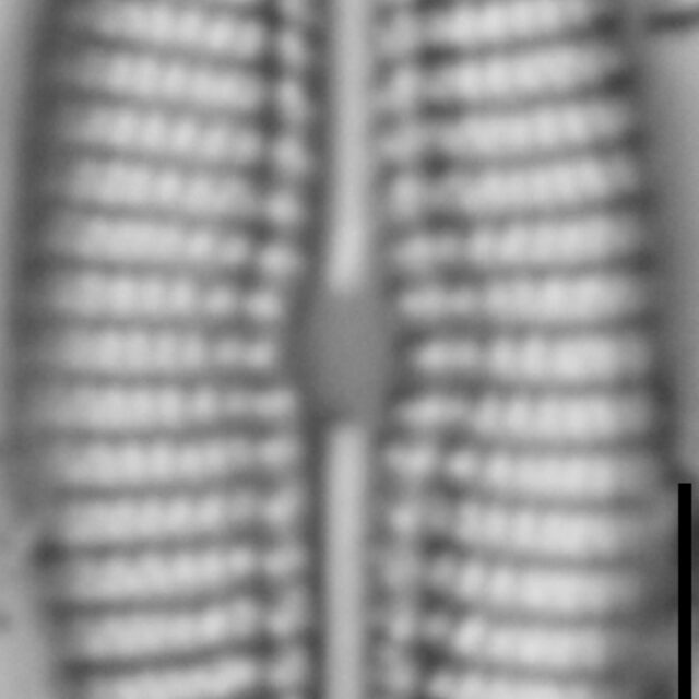 Diploneis calcicolafrequens LM3