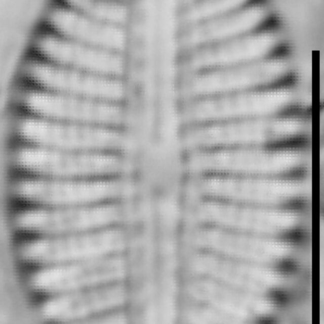 Diploneis calcicolafrequens LM8