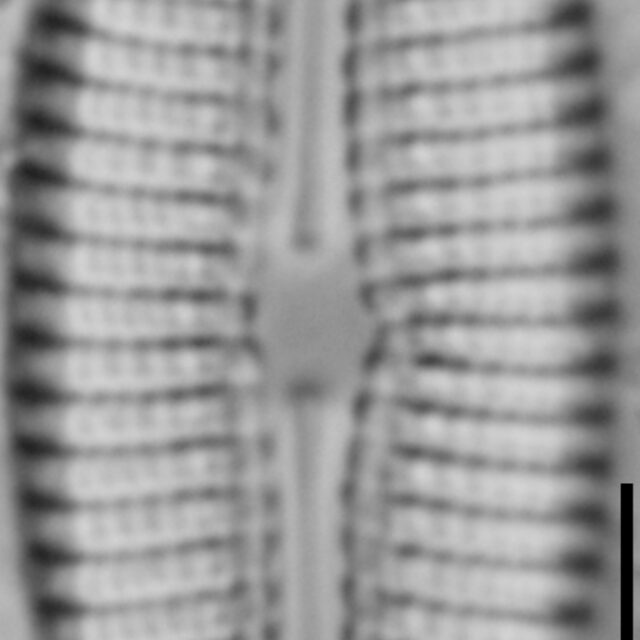 Diploneis calcicolafrequens LM2